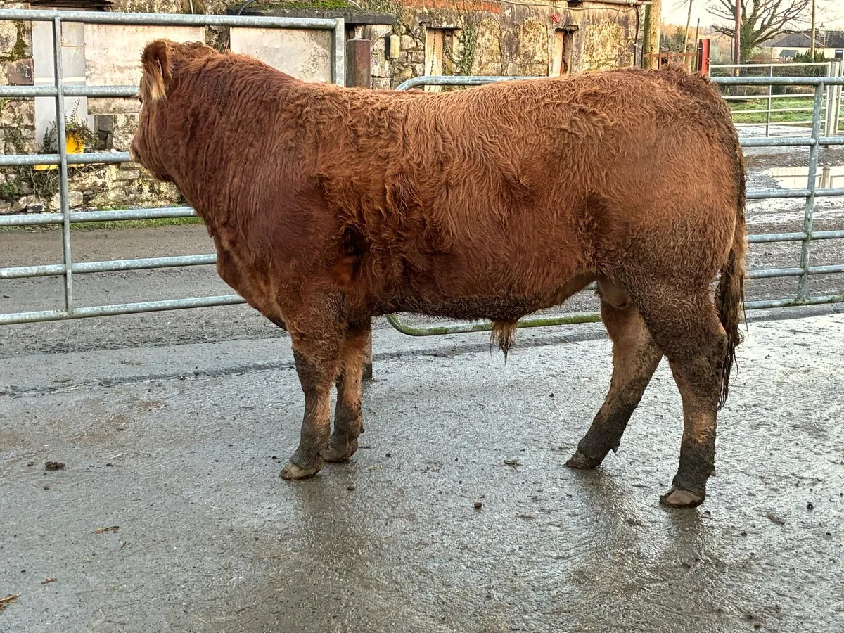 Limousin Bull - Image 1