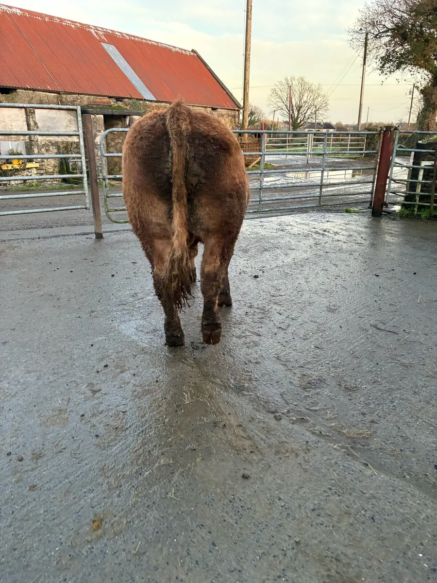 Limousin Bull - Image 2