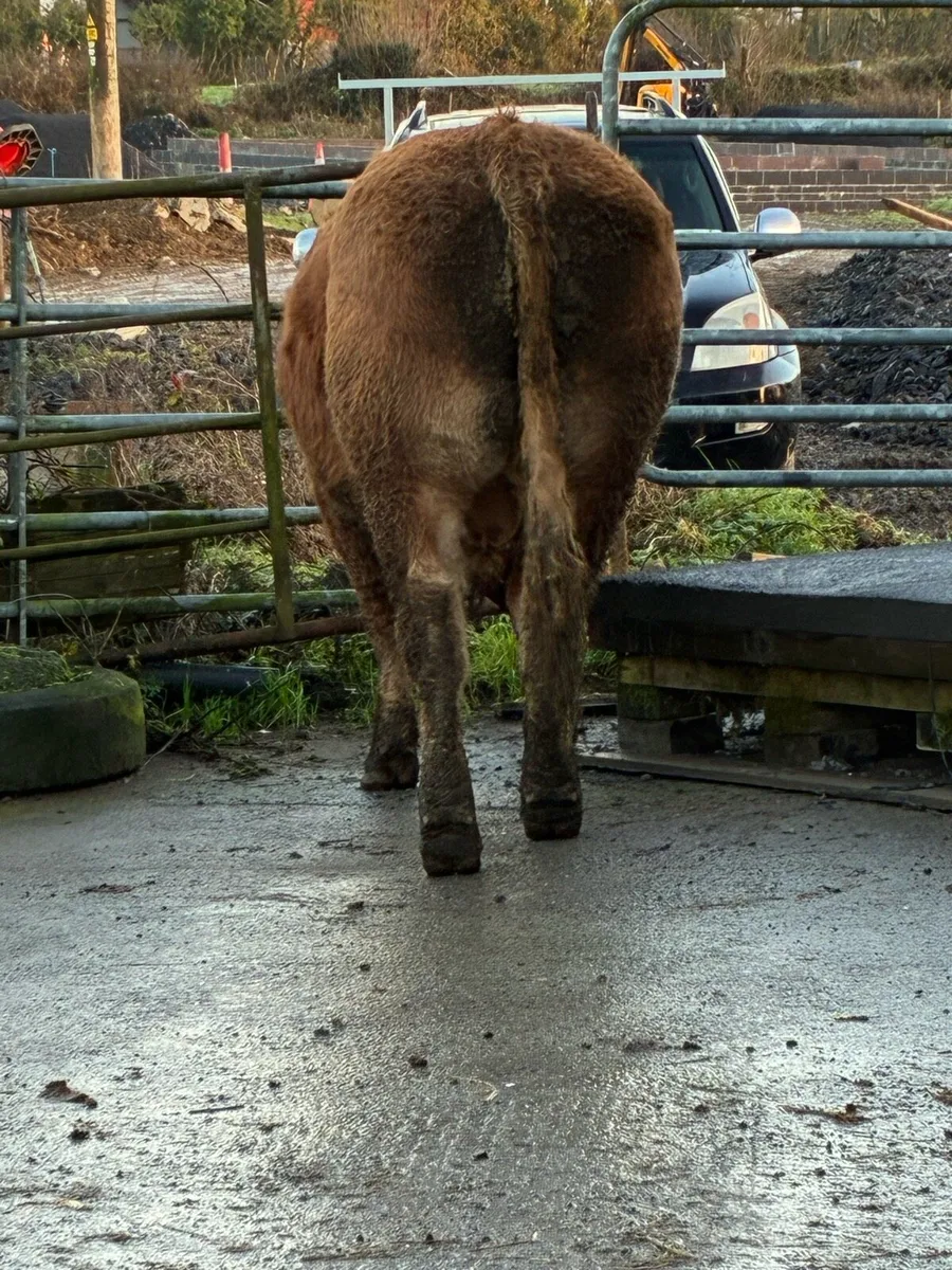 Limousin Bull - Image 3