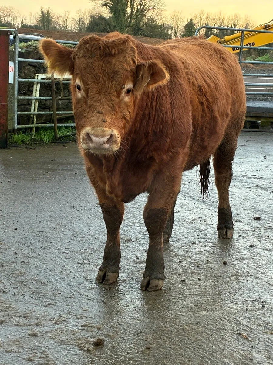Limousin Bull - Image 4