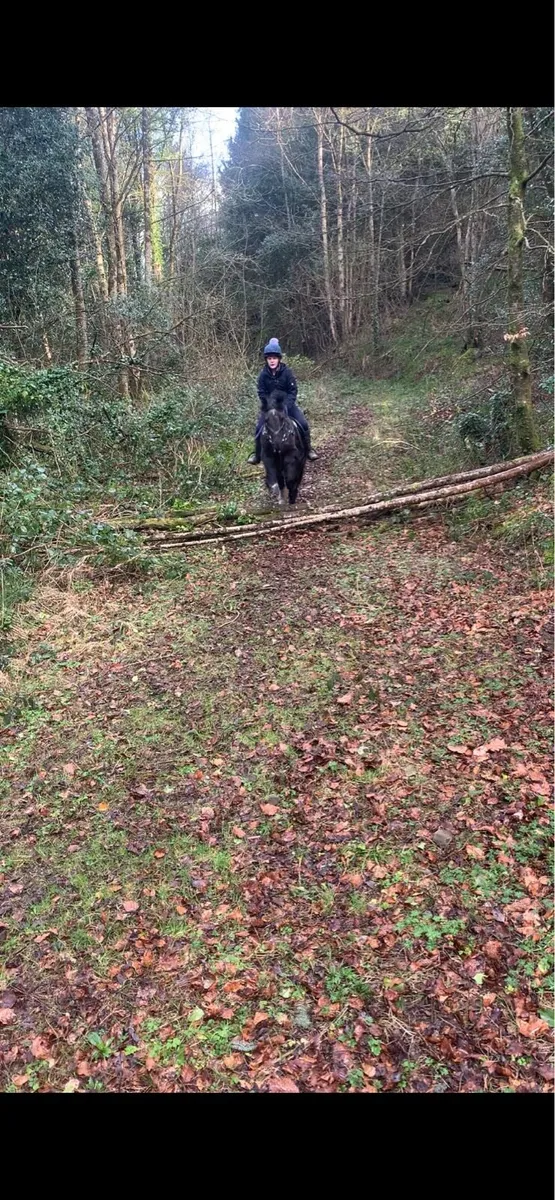 13hh kids pony - Image 4