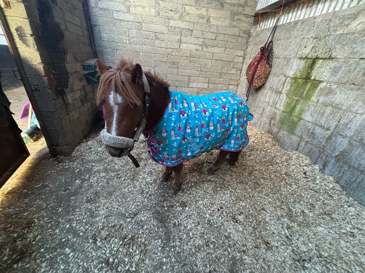 Cute little Shetland - Image 1