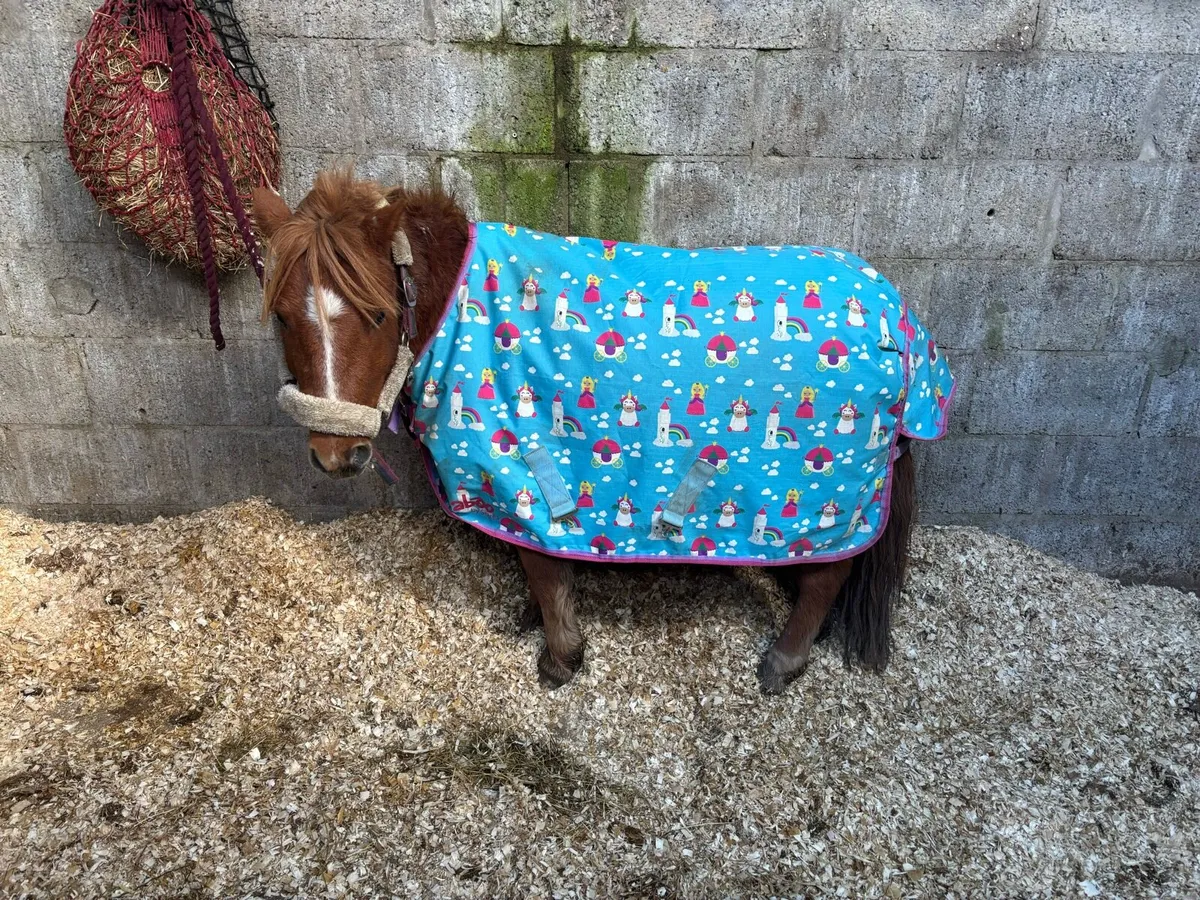 Cute little Shetland - Image 2