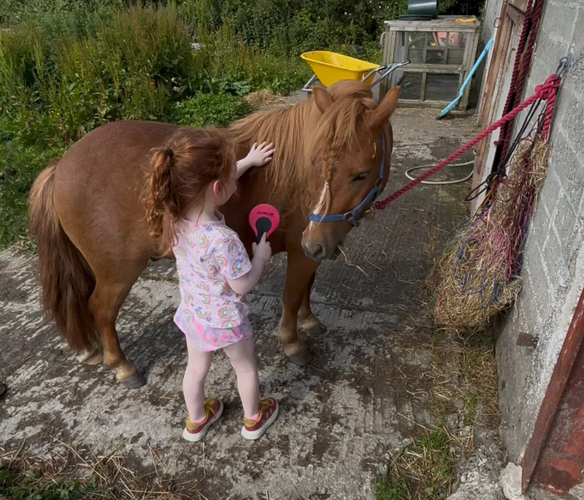 Cute little Shetland - Image 3