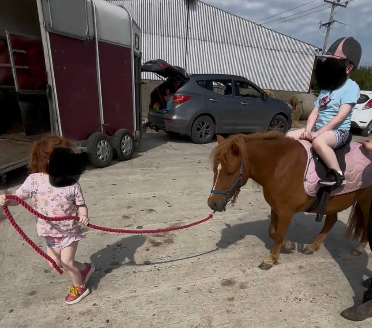 Cute little Shetland - Image 4