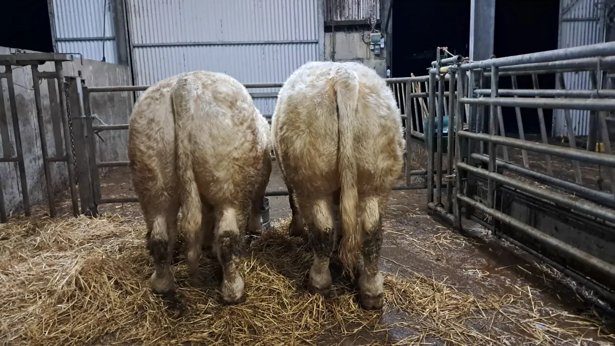 Pedigree charolais bulls - Image 1