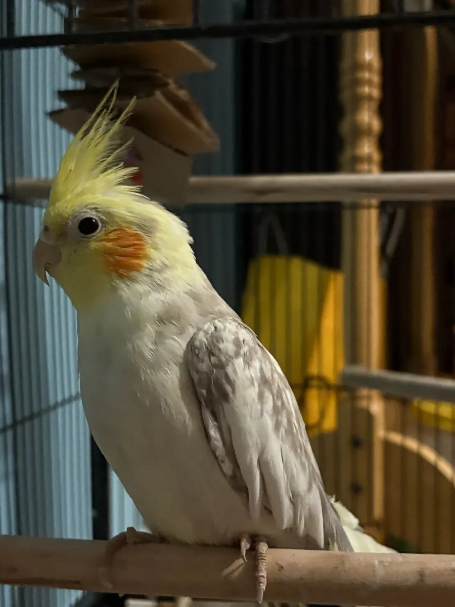 Cockatiels and an African grey - Image 1