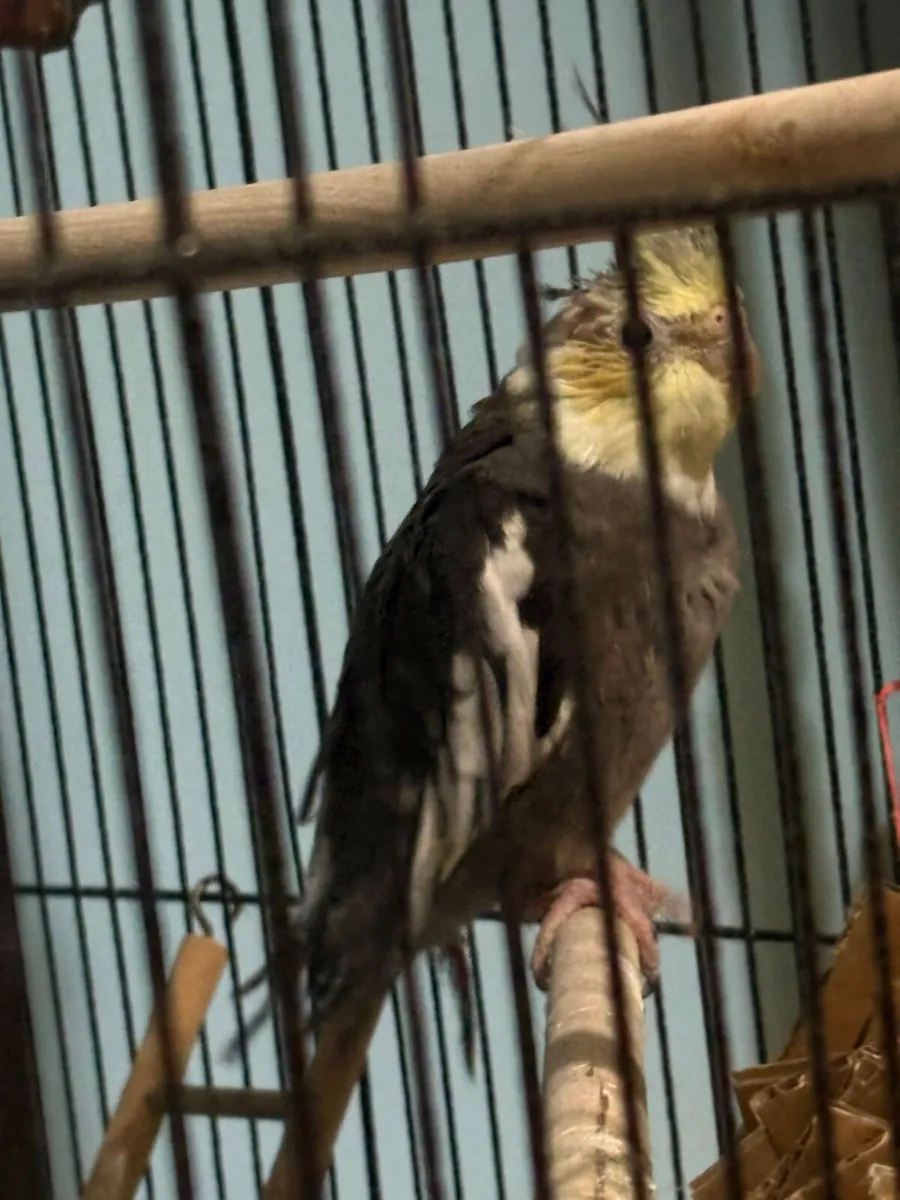 Cockatiels and an African grey - Image 2