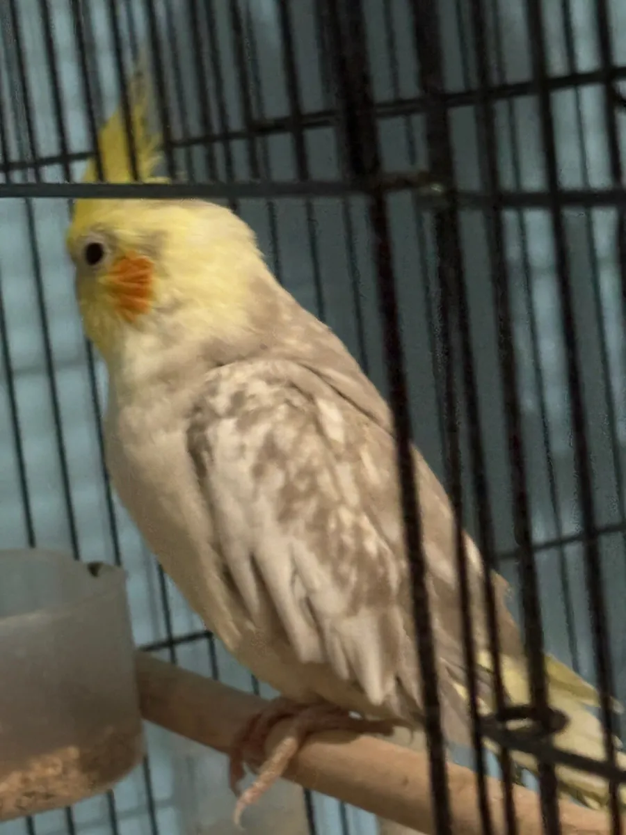 Cockatiels and an African grey - Image 3