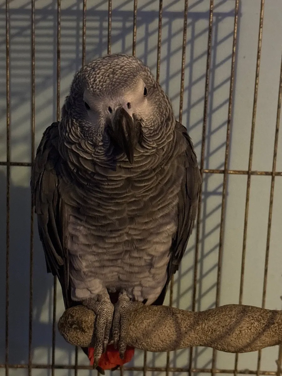 Cockatiels and an African grey - Image 4