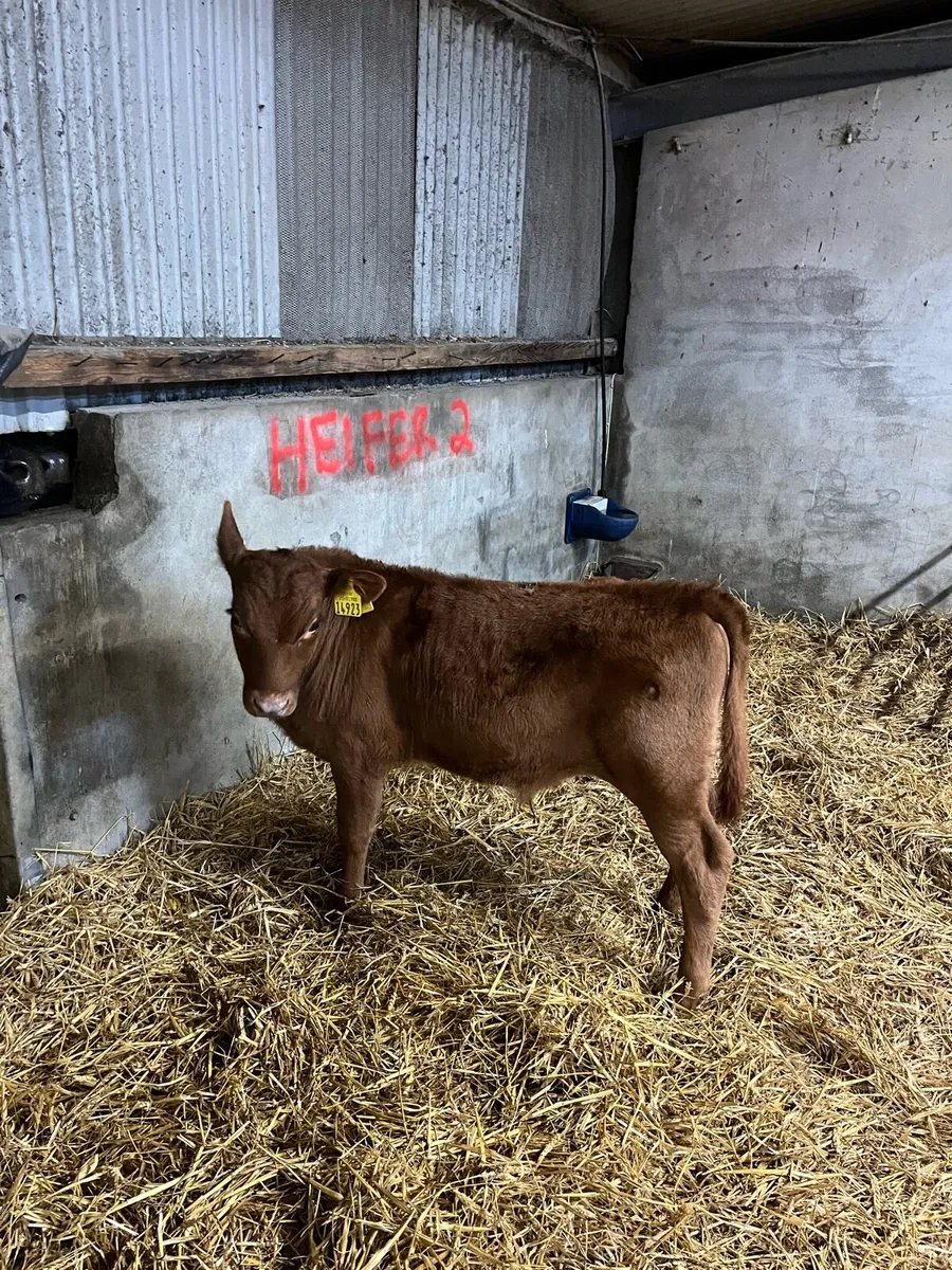 Angus bull calf - Image 1