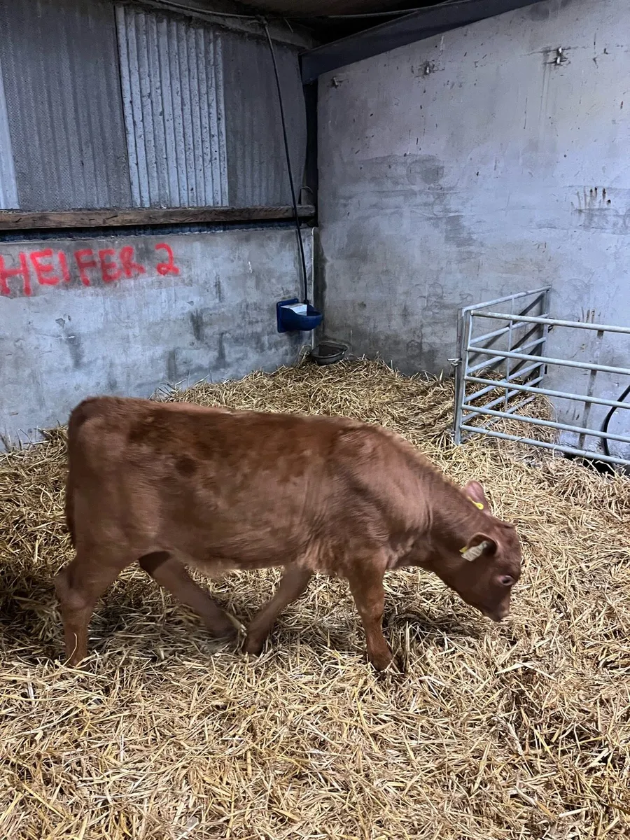 Angus bull calf - Image 3