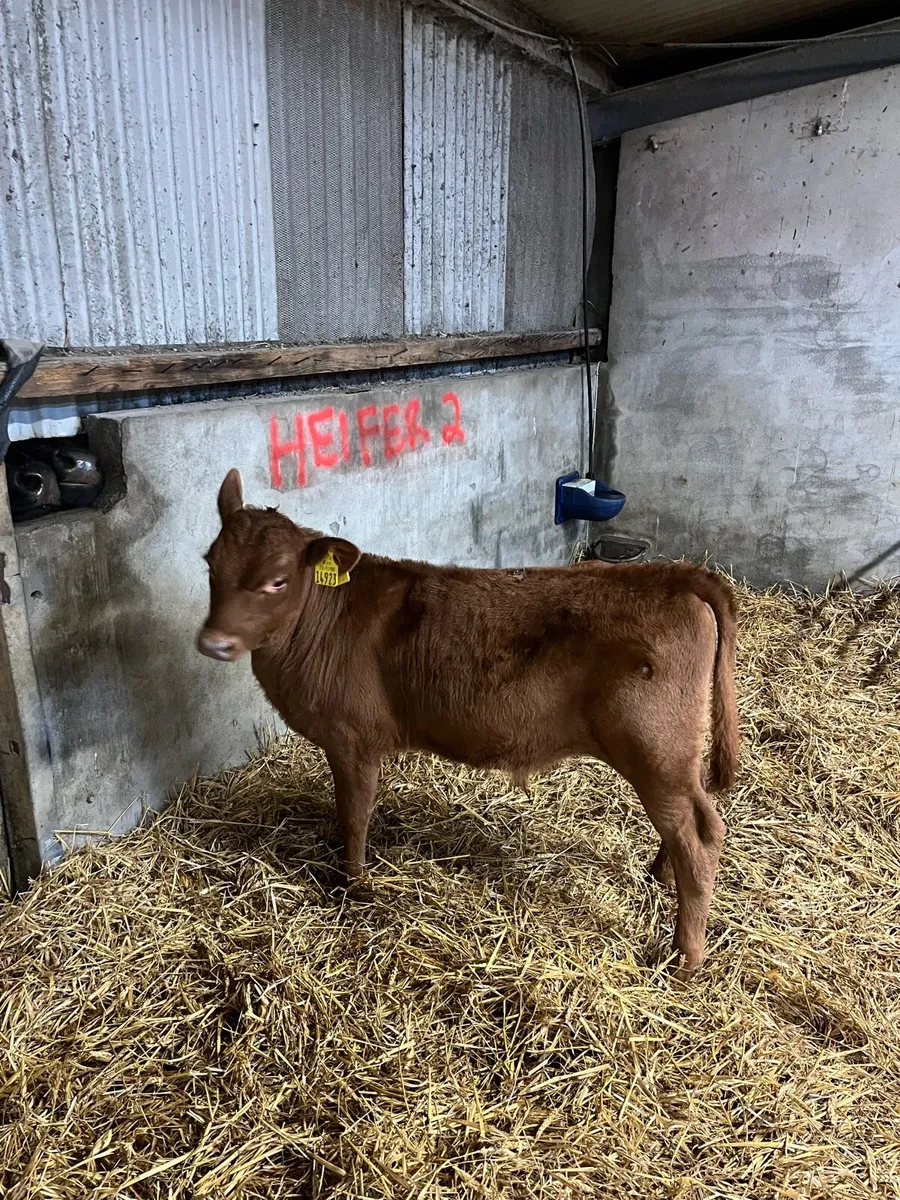 Angus bull calf - Image 4