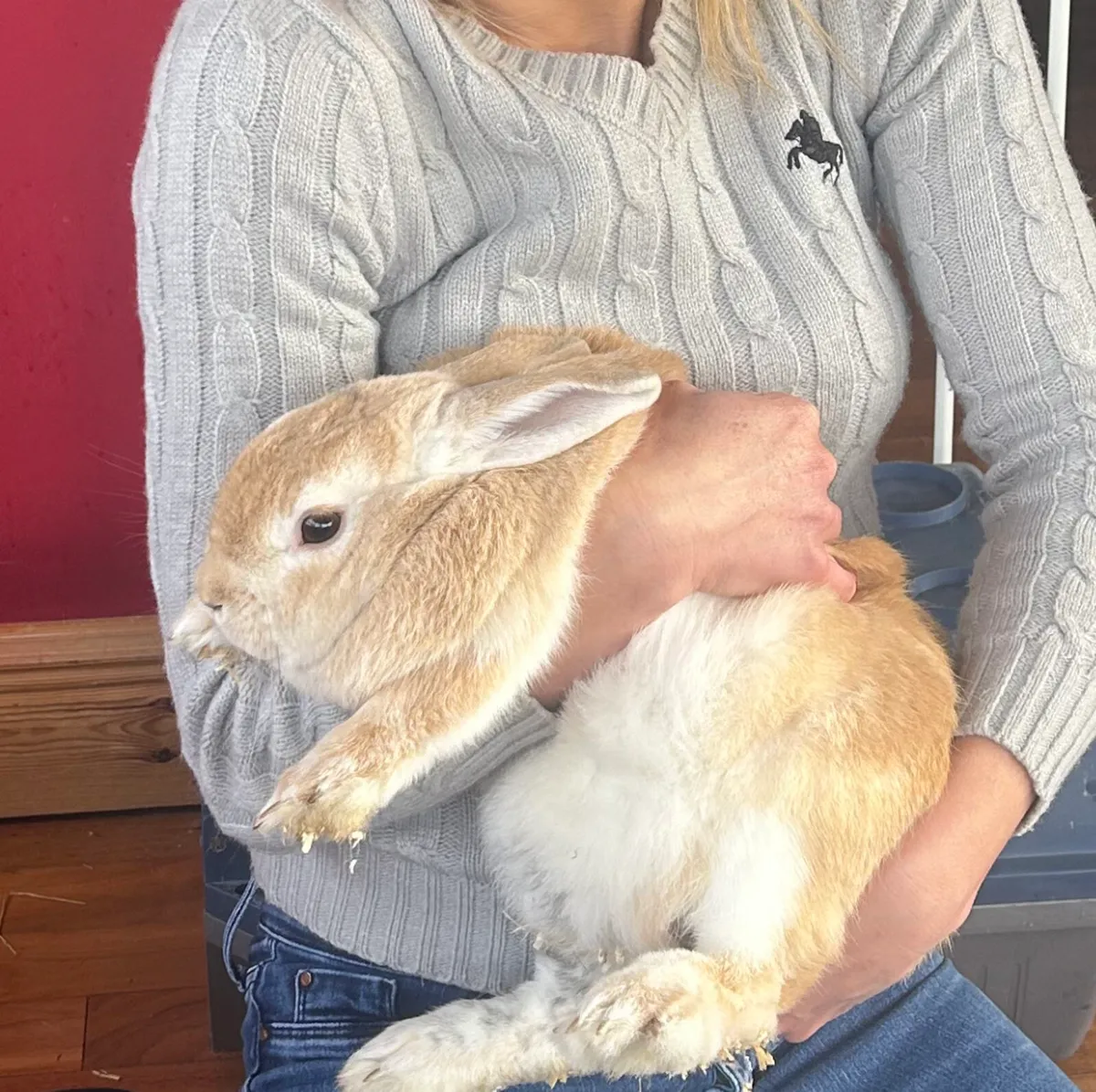 Pet rabbit and Guinea pig for sale - Image 1