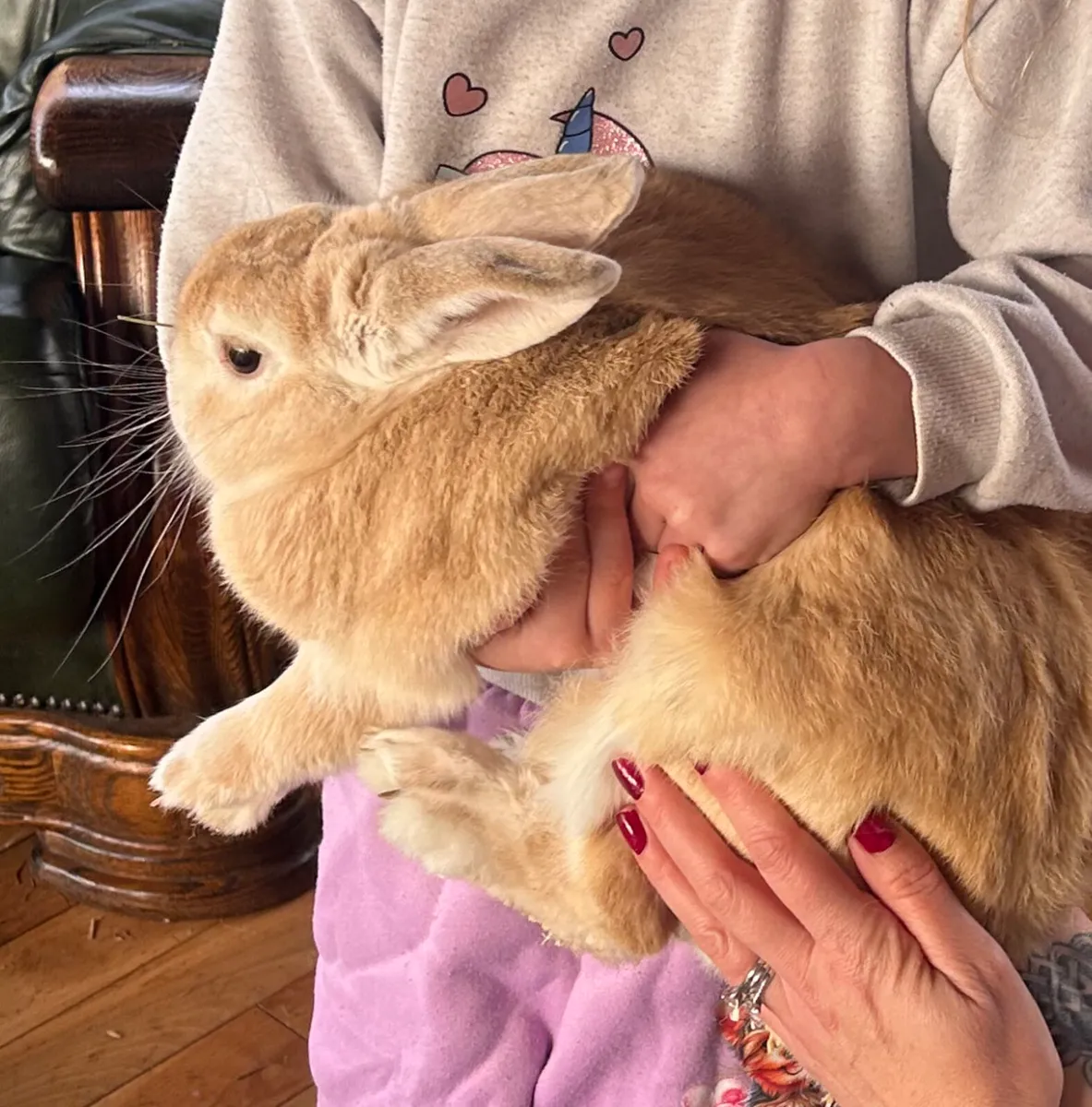 Pet rabbit and Guinea pig for sale - Image 2