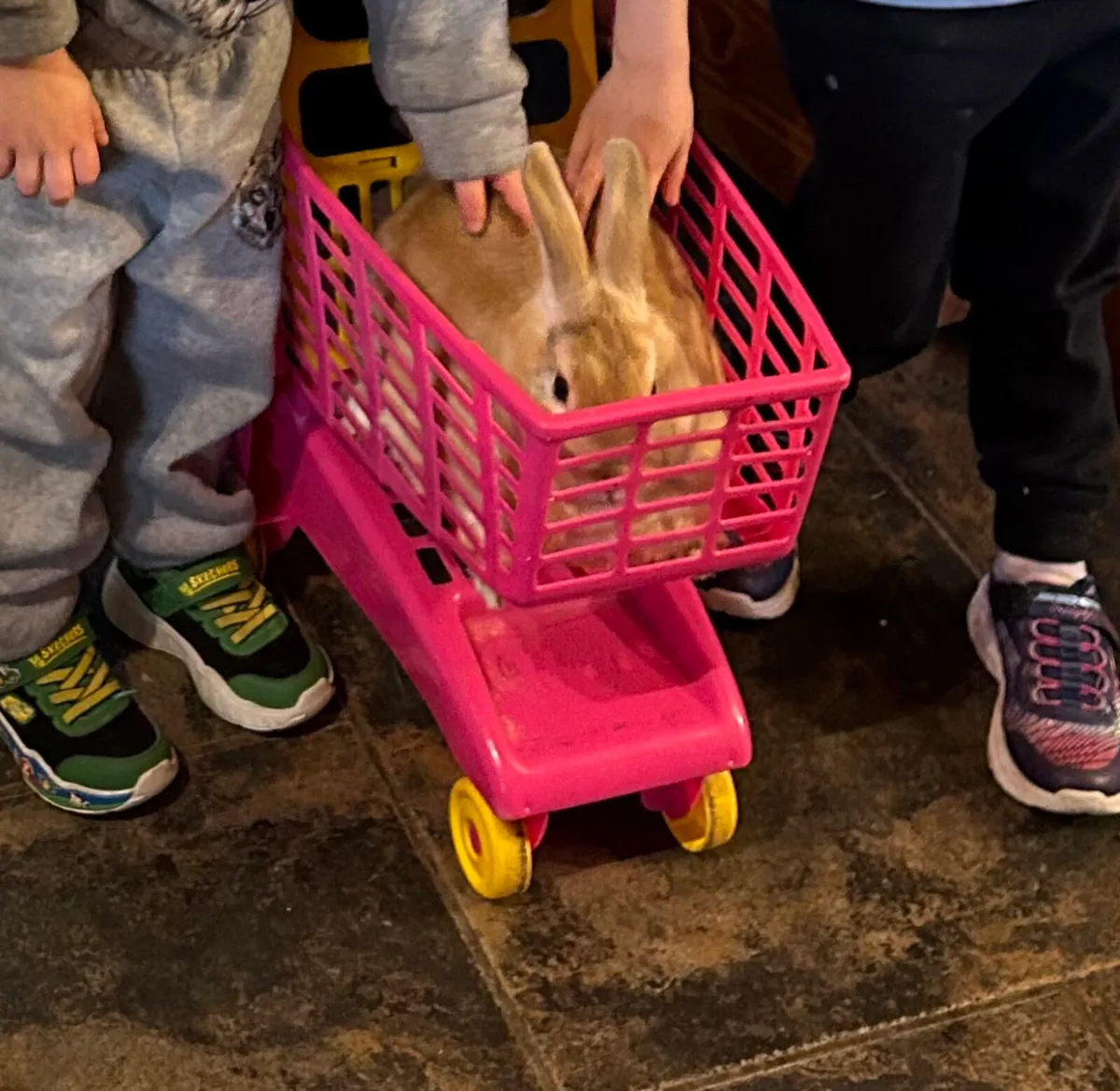 Pet rabbit and Guinea pig for sale - Image 3