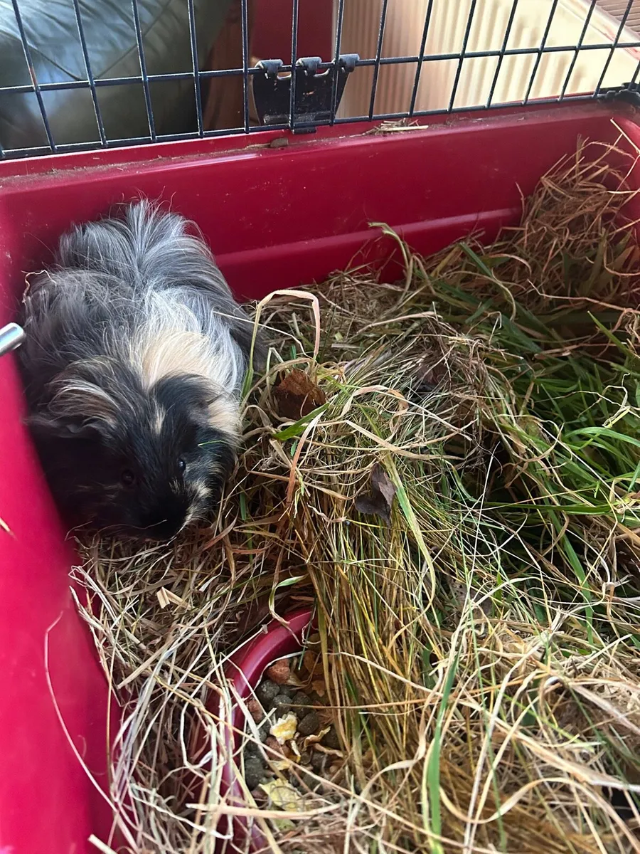 Pet rabbit and Guinea pig for sale - Image 4