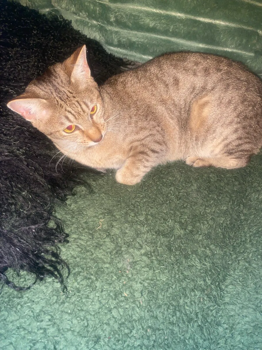 Siamese cat .. - Image 1