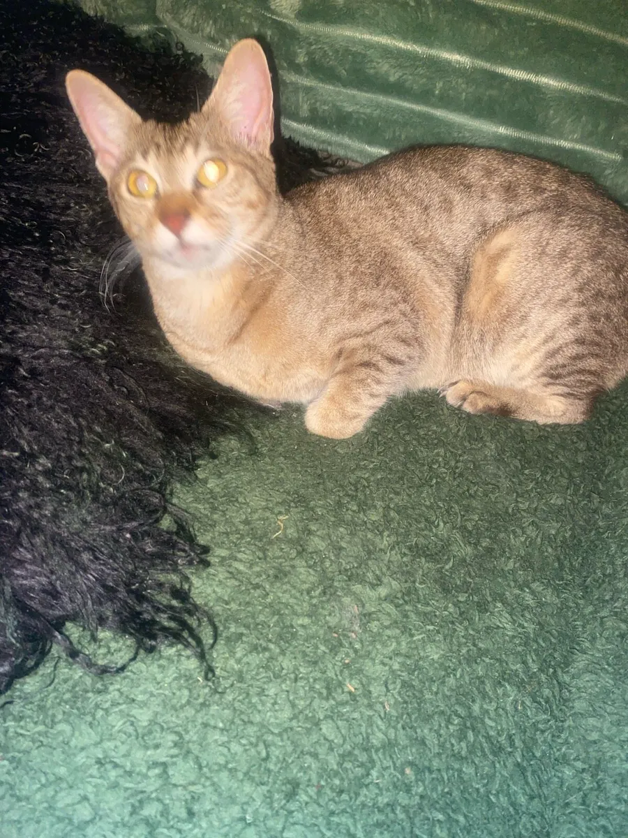 Siamese cat .. - Image 2