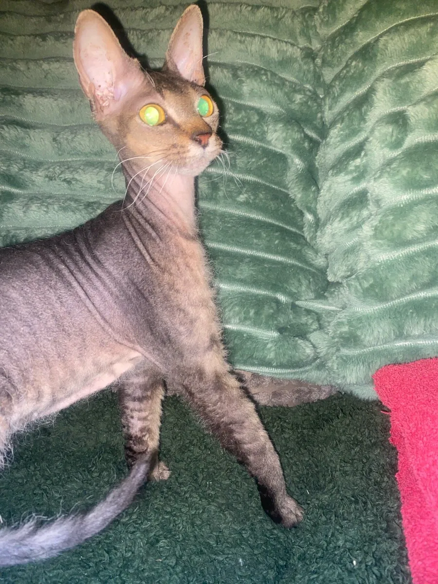 Siamese cat .. - Image 3