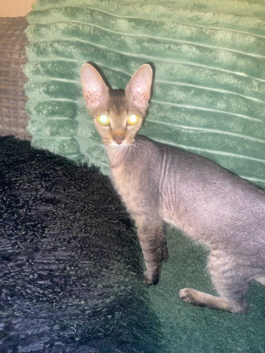 Siamese cat .. - Image 4