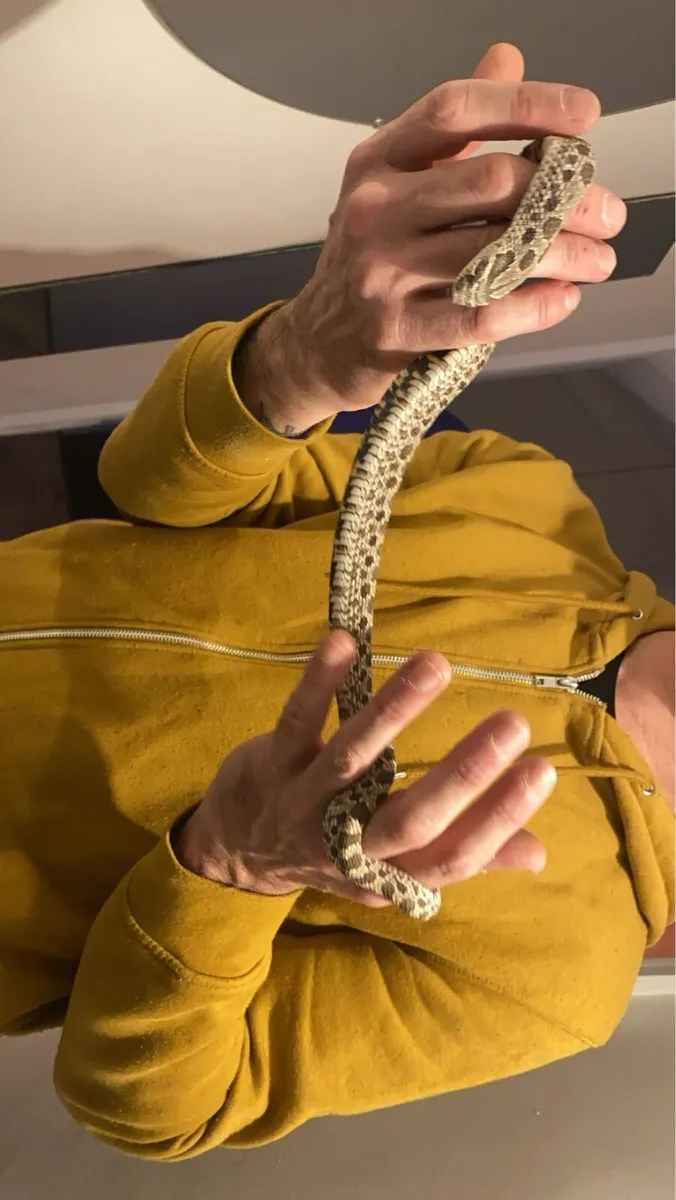 Hognose Snake & all equipment - Image 2