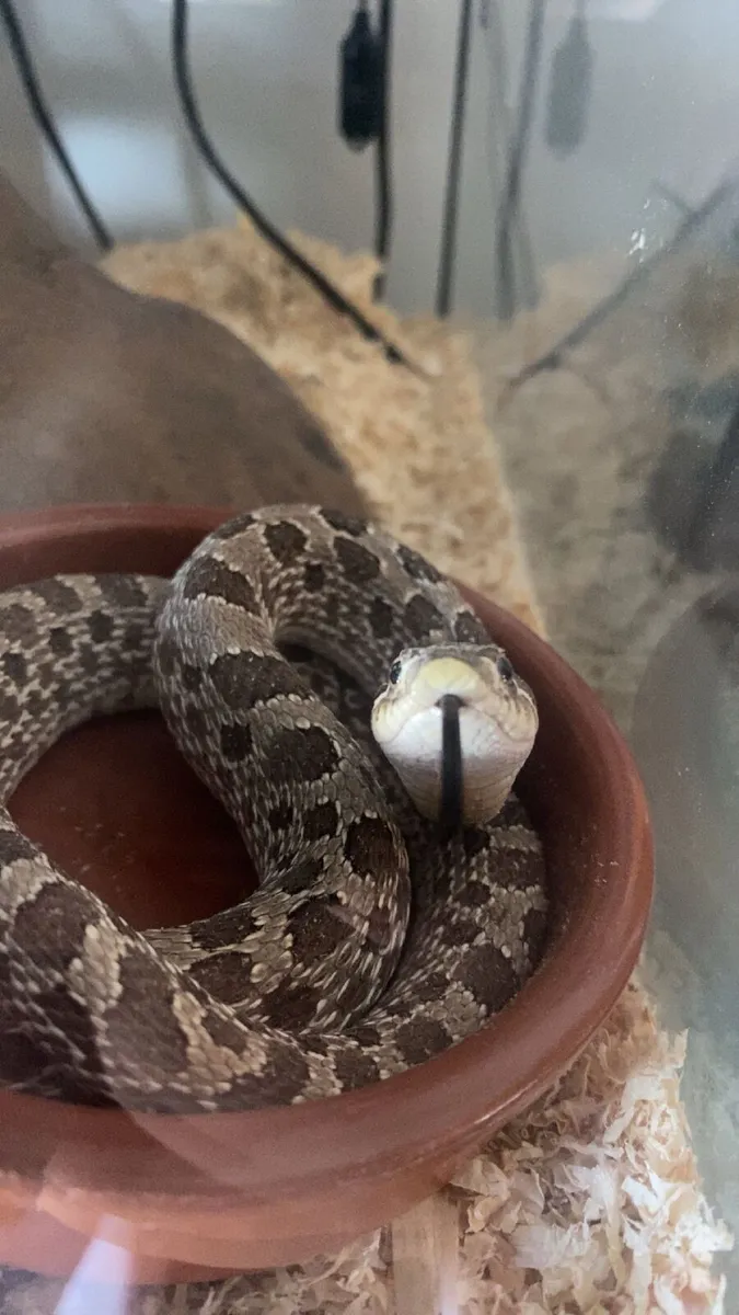 Hognose Snake & all equipment - Image 3