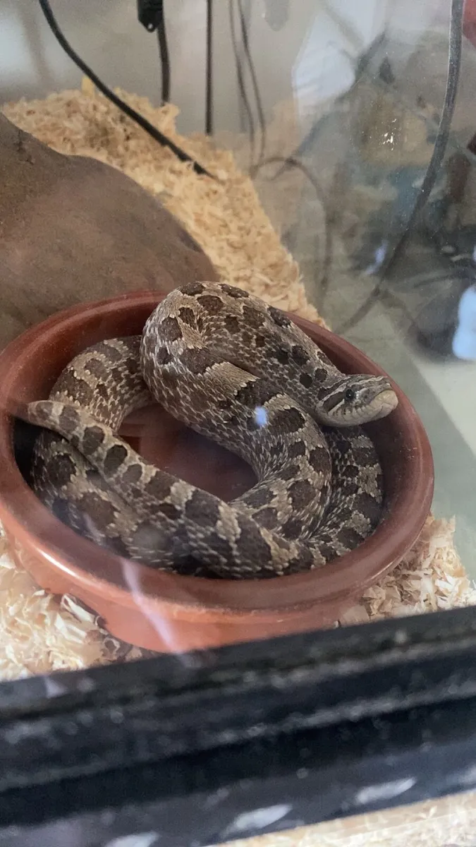 Hognose Snake & all equipment - Image 1