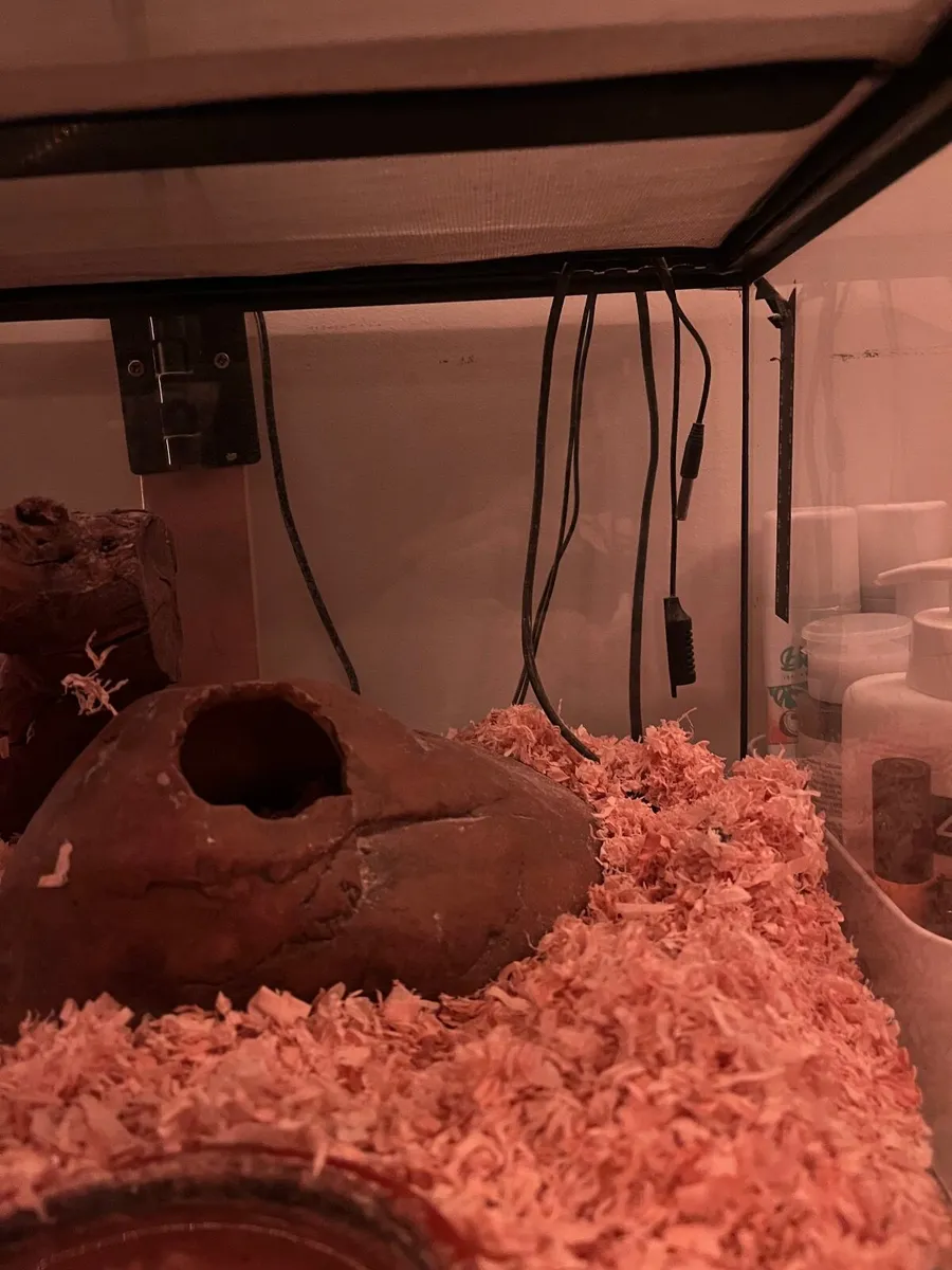 Hognose Snake & all equipment - Image 4