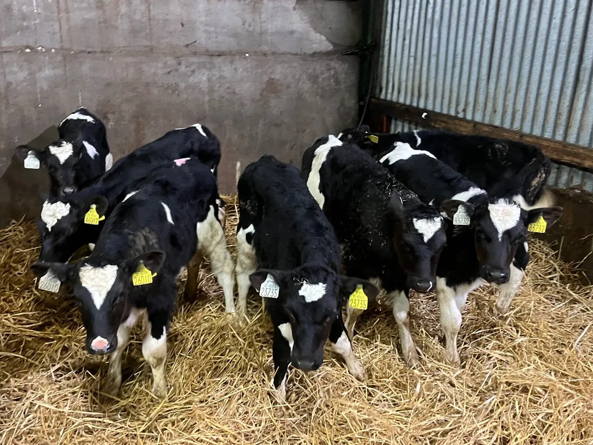 8 Super British friesan bull calves - Image 2