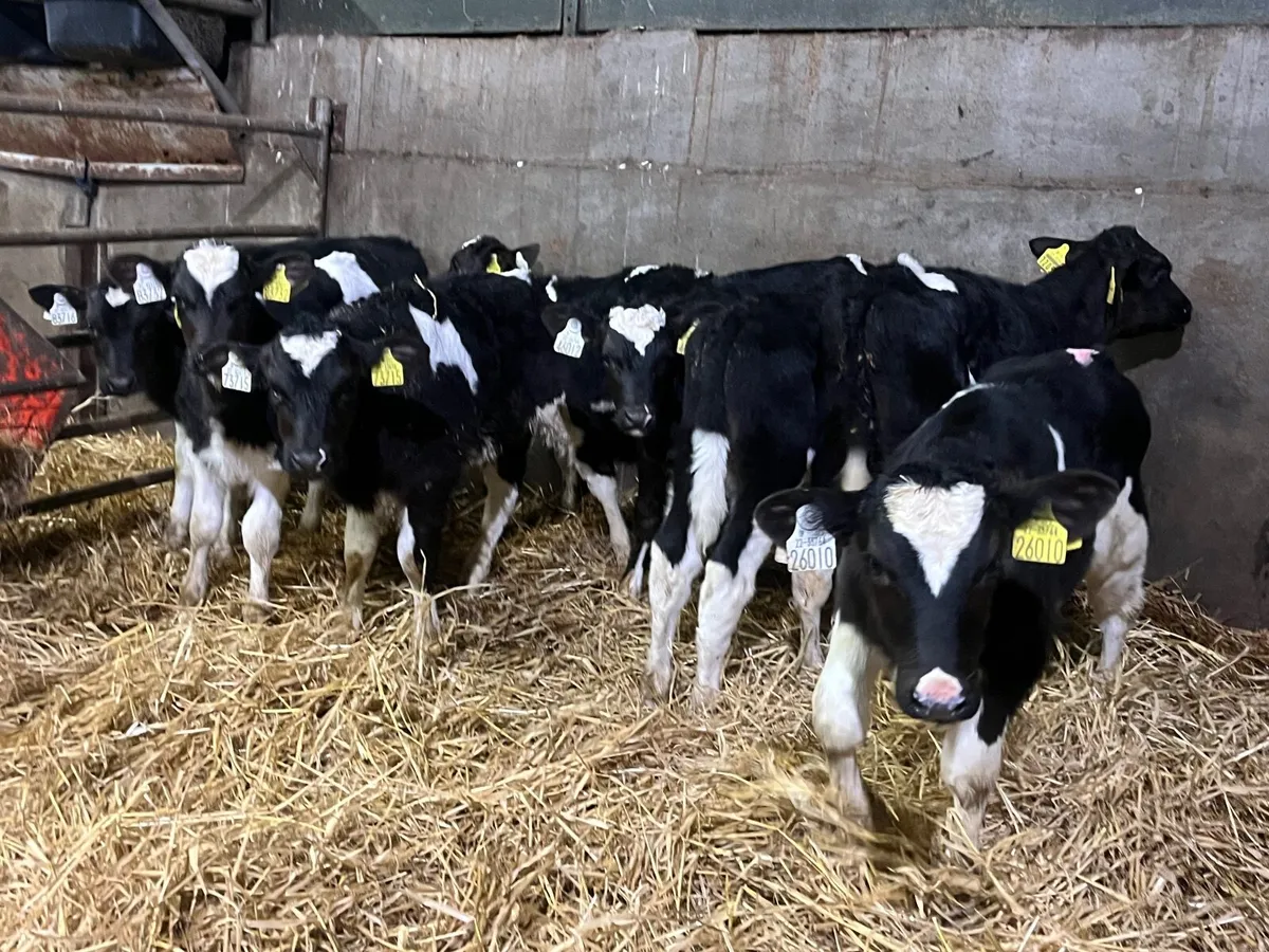 8 Super British friesan bull calves - Image 3