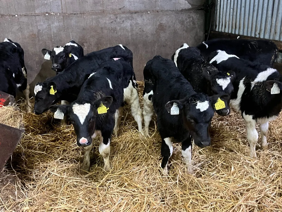 8 Super British friesan bull calves - Image 4