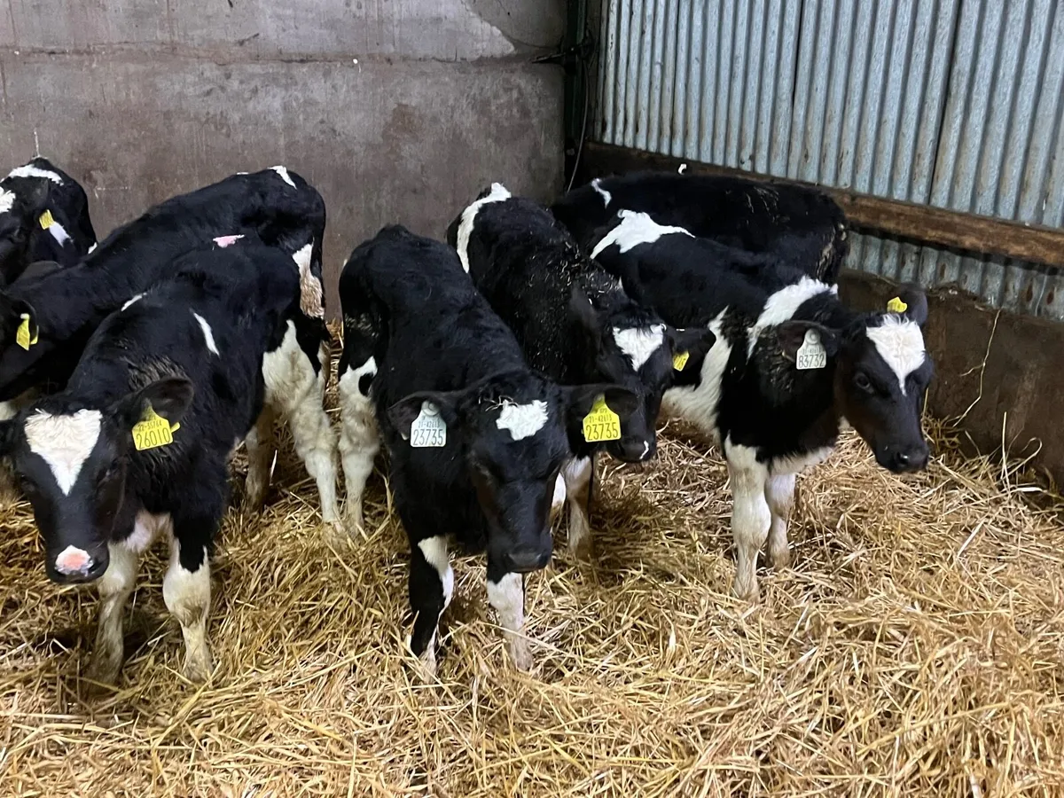 8 Super British friesan bull calves - Image 1