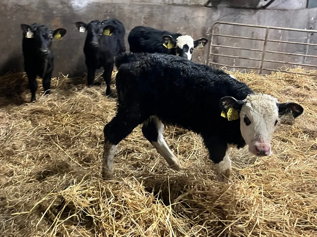 4 Angus and Hereford bull calves - Image 2