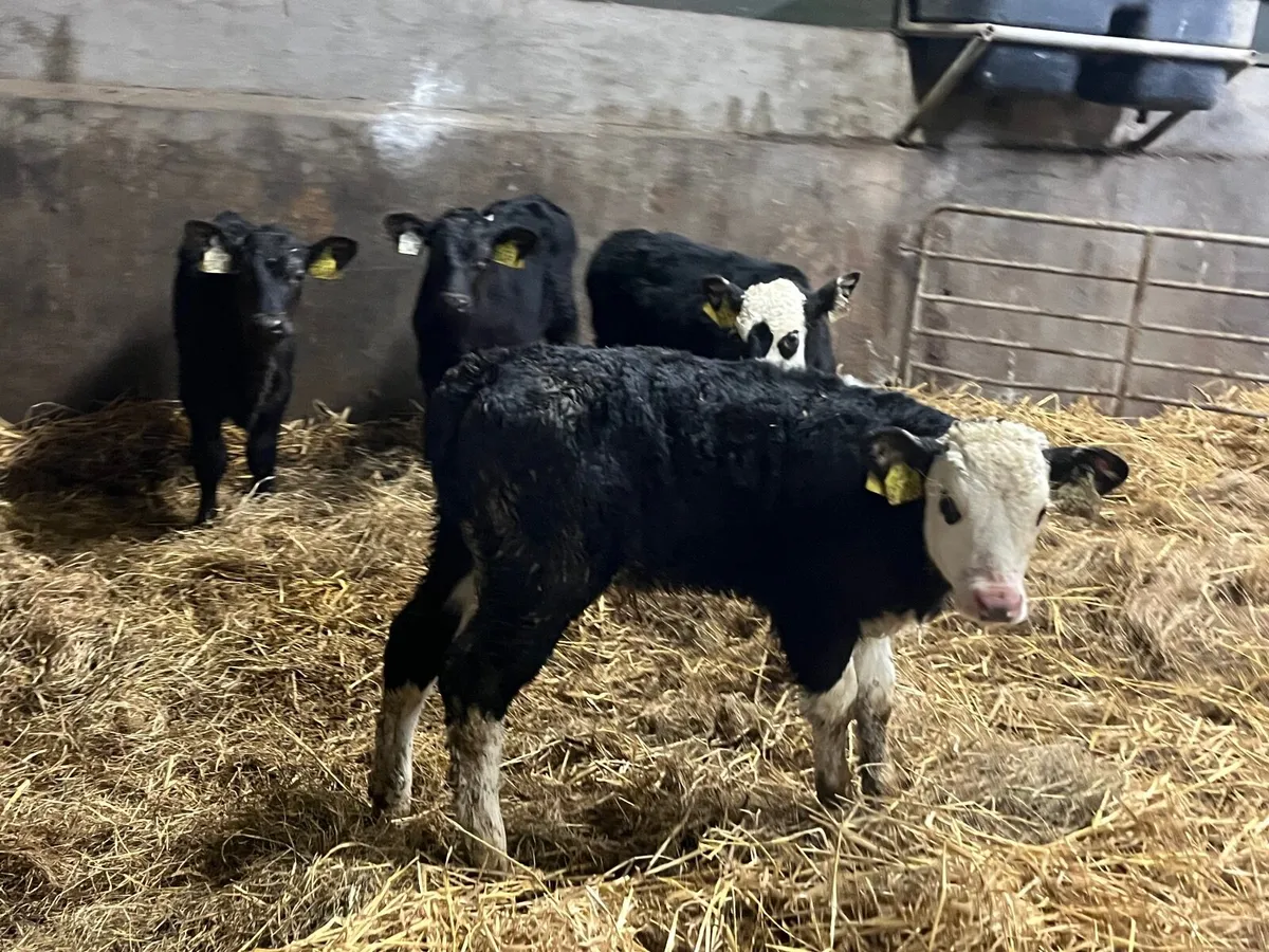 4 Angus and Hereford bull calves - Image 3