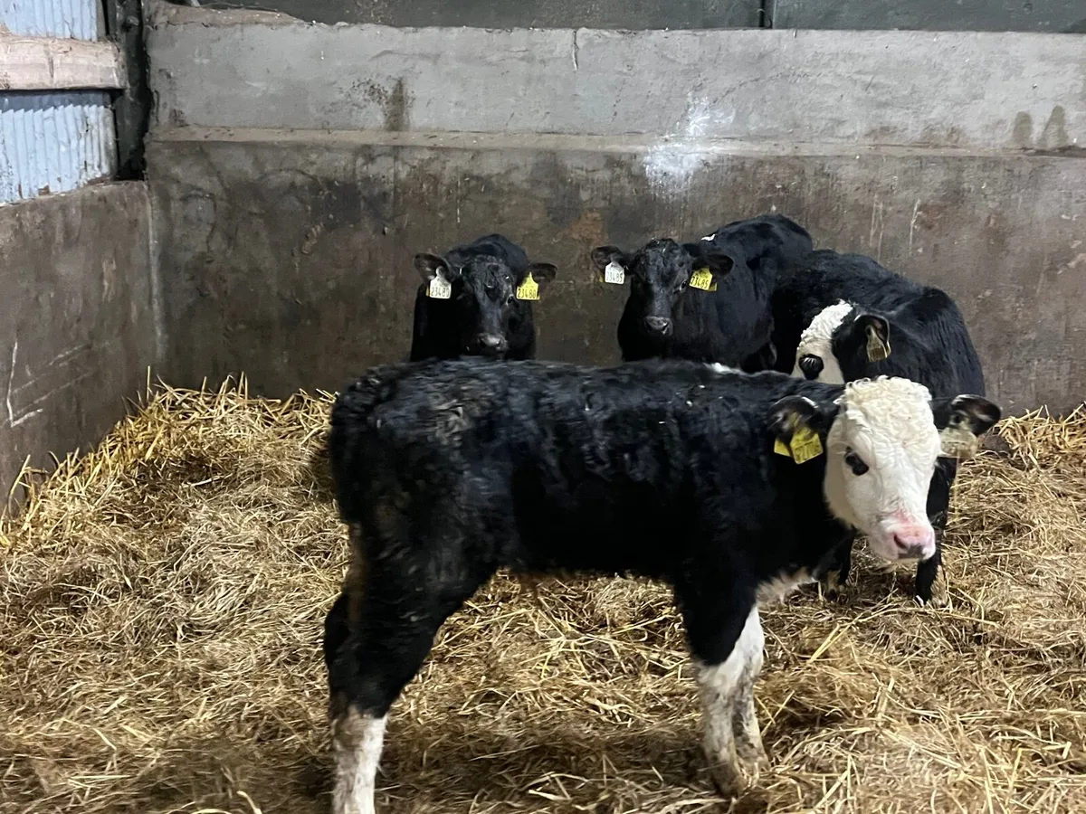 4 Angus and Hereford bull calves - Image 4