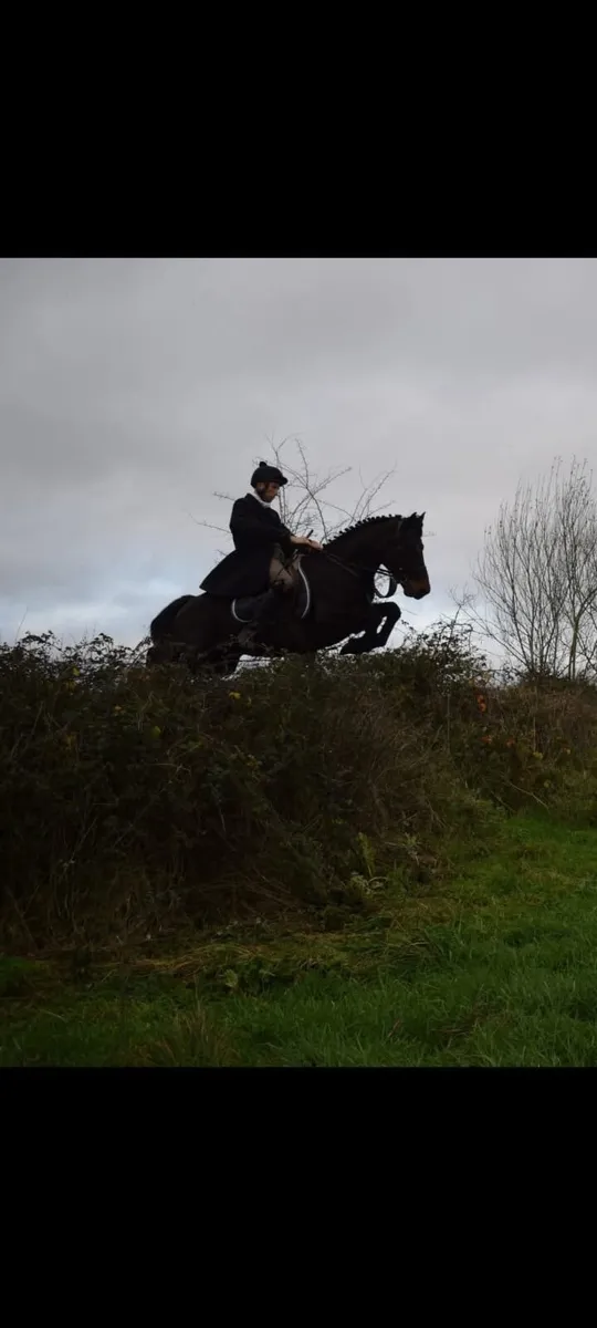 143cm Connemara Gelding - Image 1