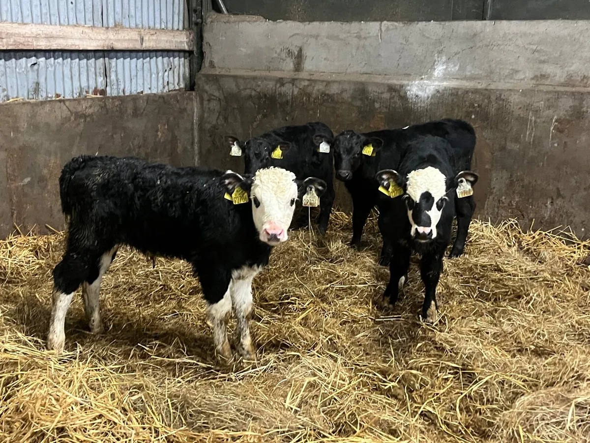4 Angus and Hereford bull calves - Image 1