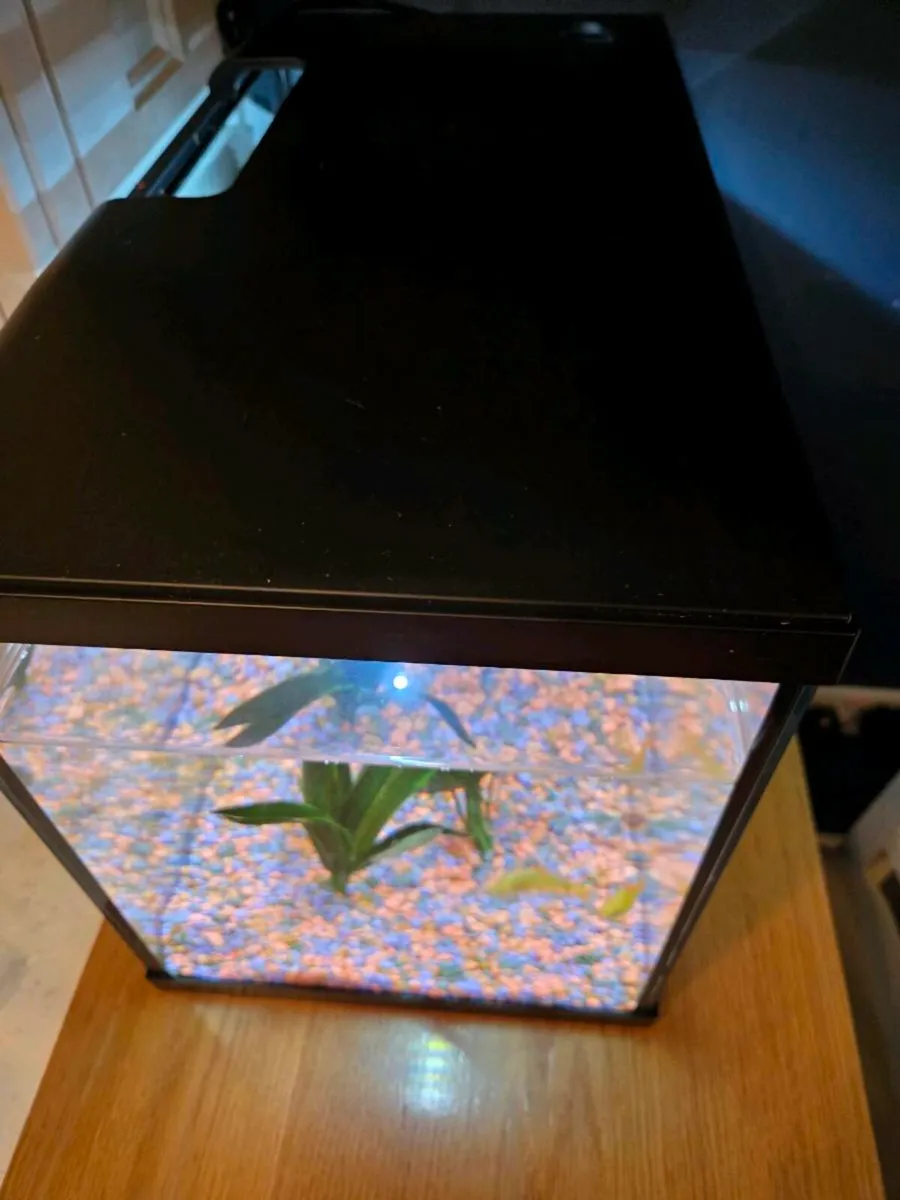 Fish Tank - Image 4
