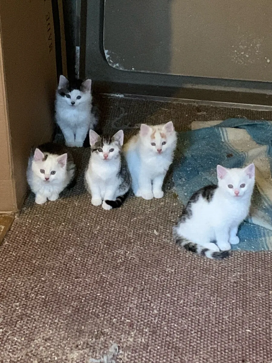 Kittens - Image 1