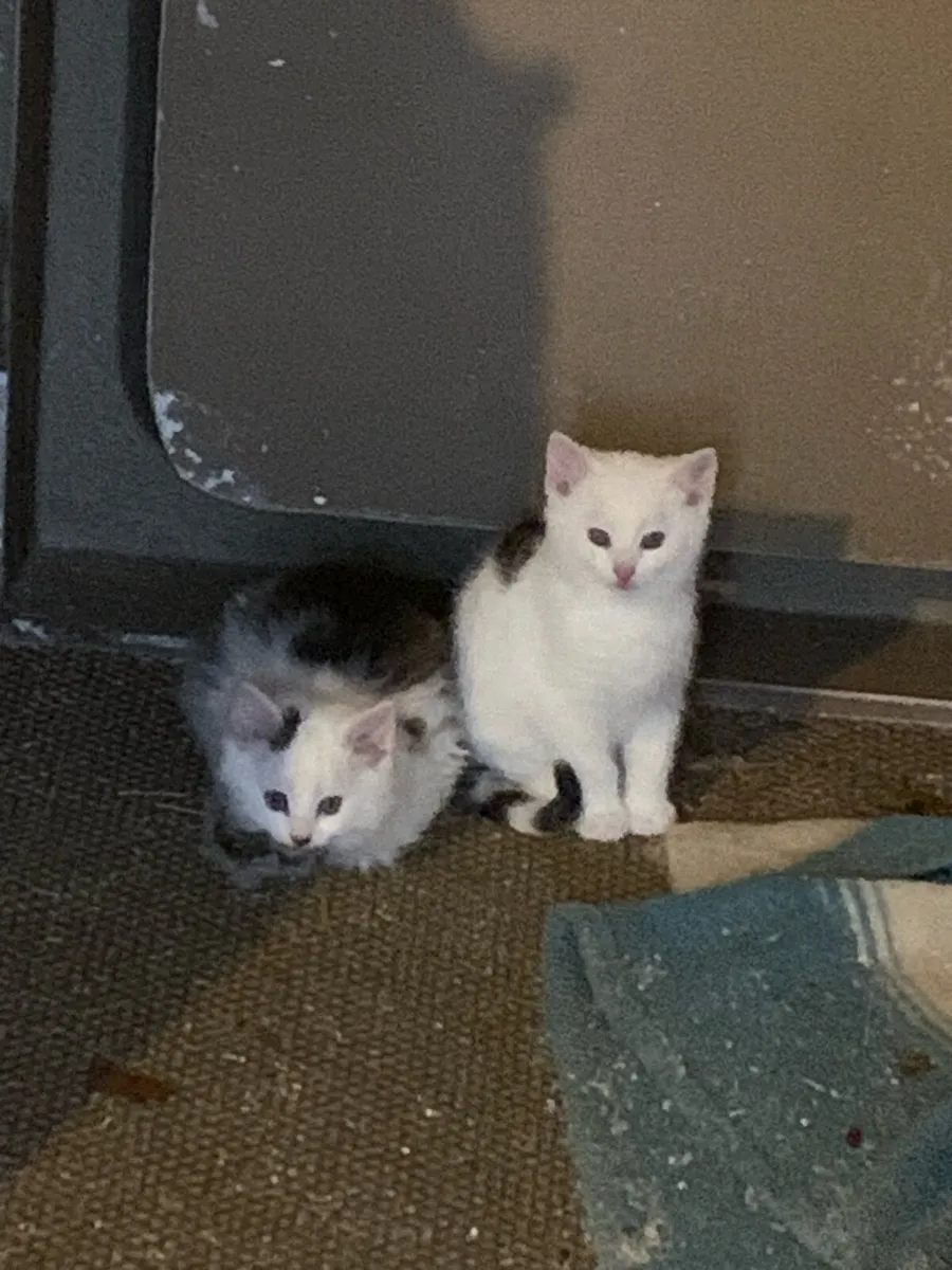 Kittens - Image 2