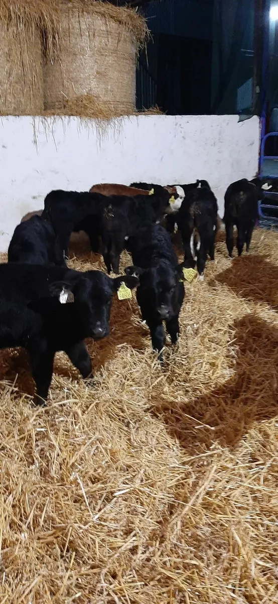 Calves for sale - Image 1