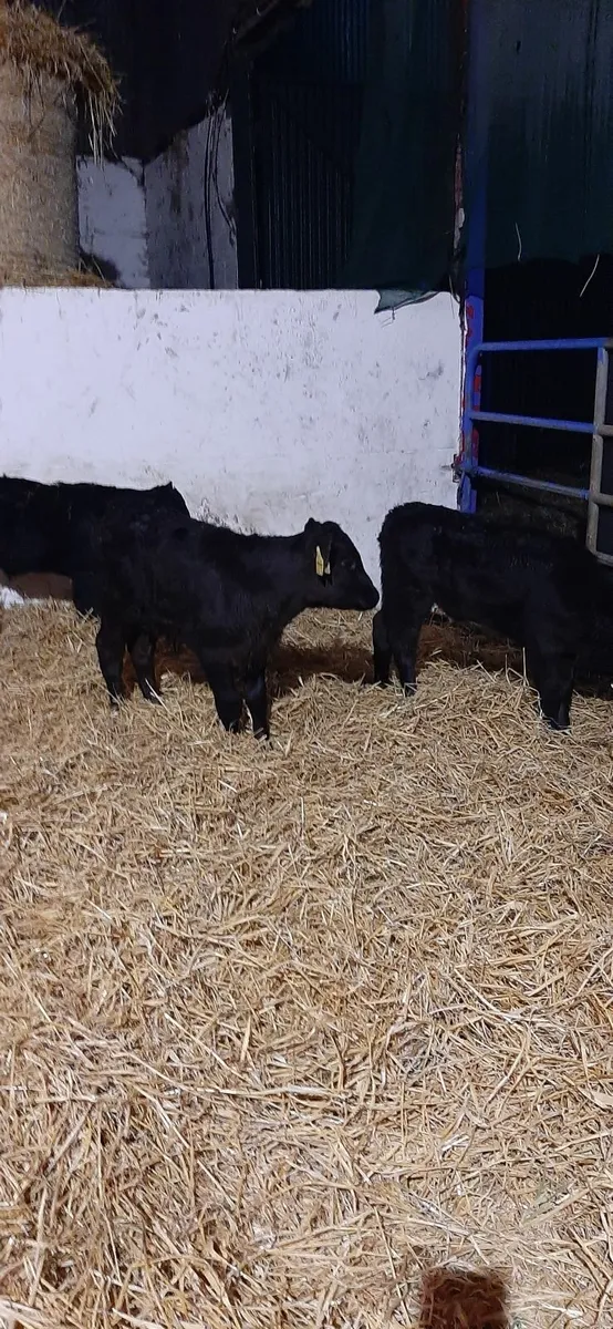 Calves for sale - Image 4