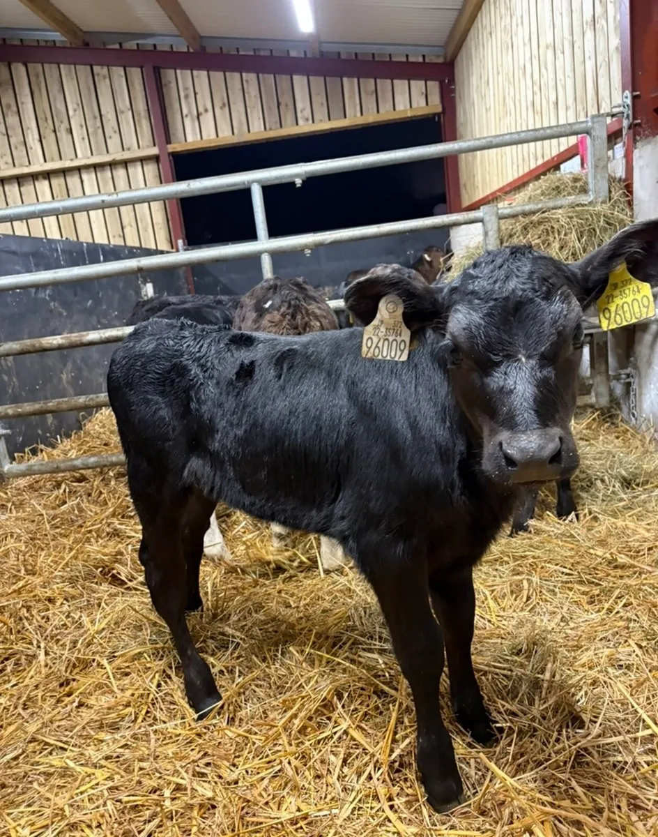 5 smashing heifer calves for sale (no movements) - Image 1