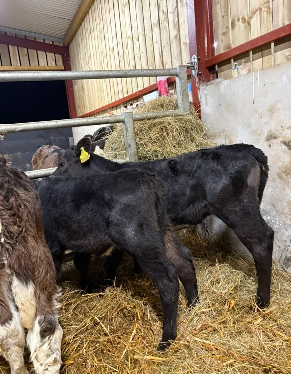 5 smashing heifer calves for sale (no movements) - Image 2