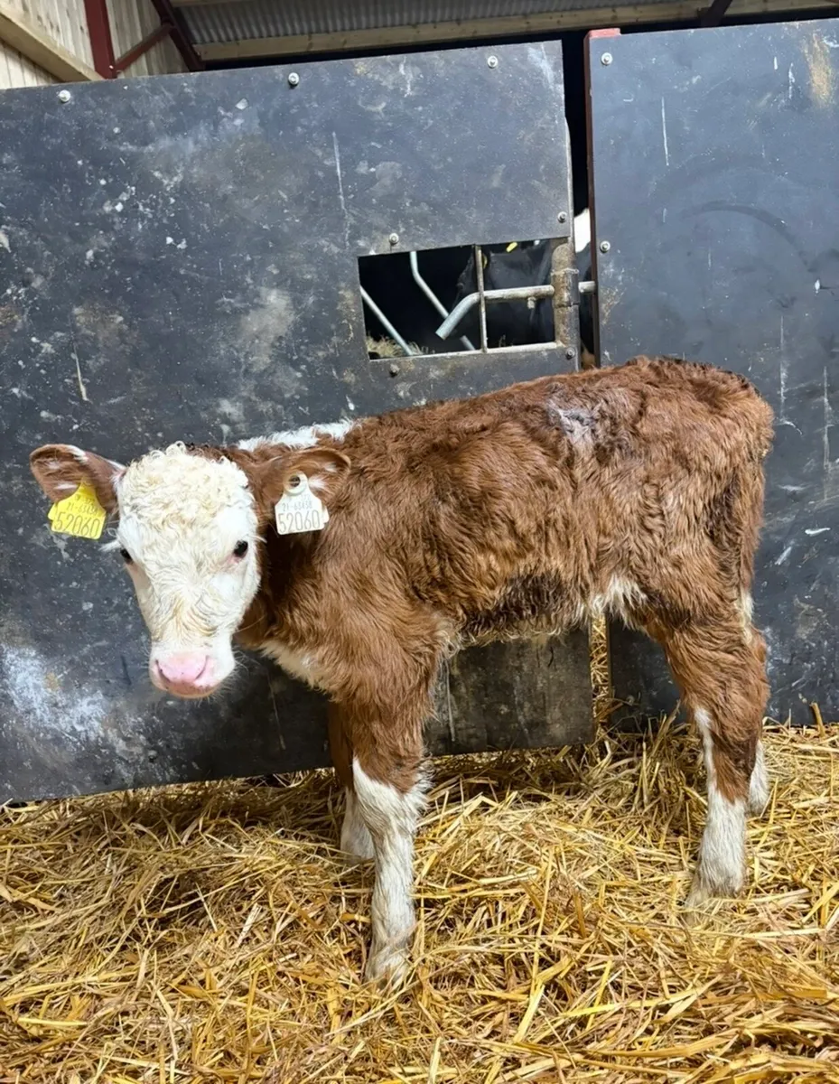 5 smashing heifer calves for sale (no movements) - Image 3