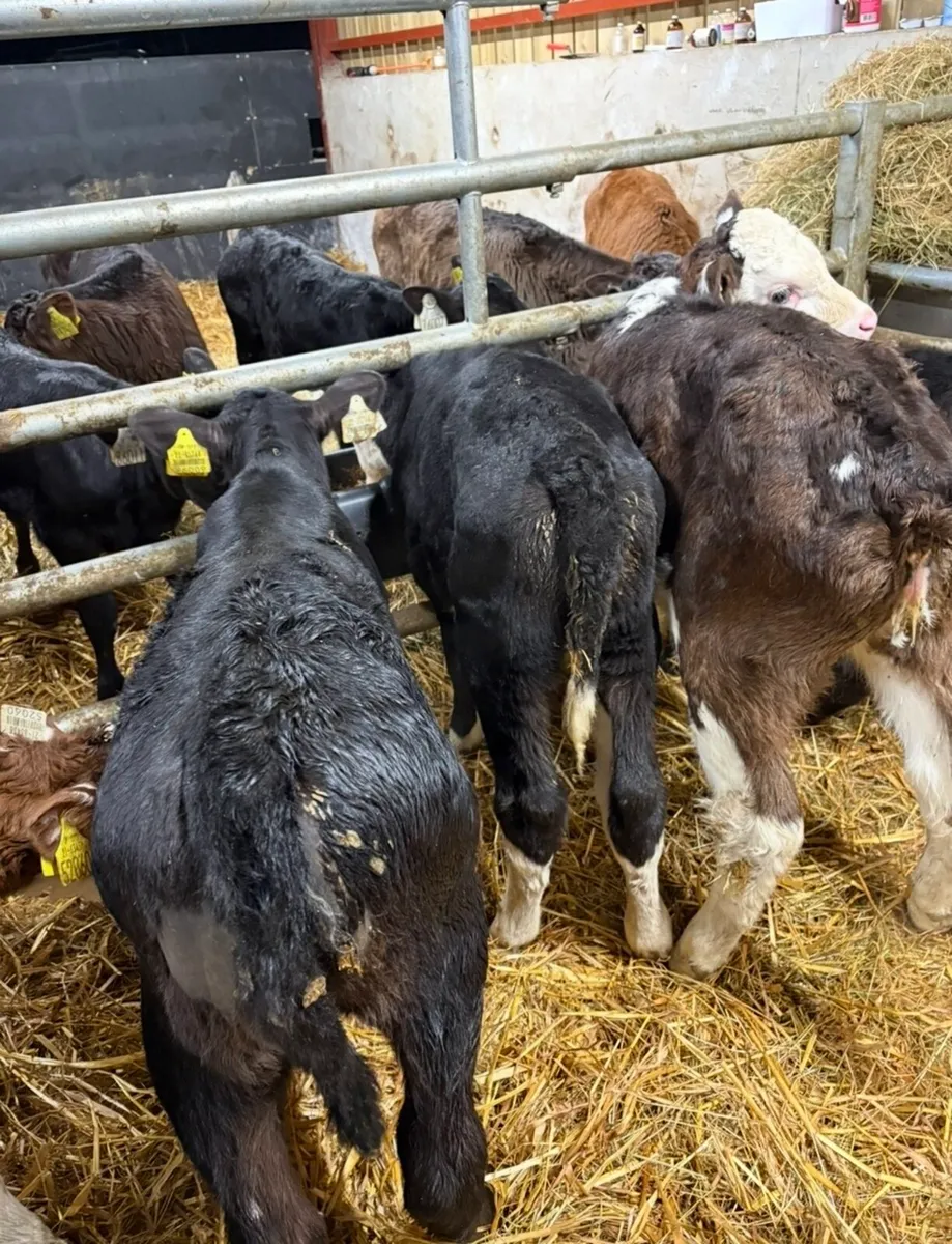 5 smashing heifer calves for sale (no movements) - Image 4