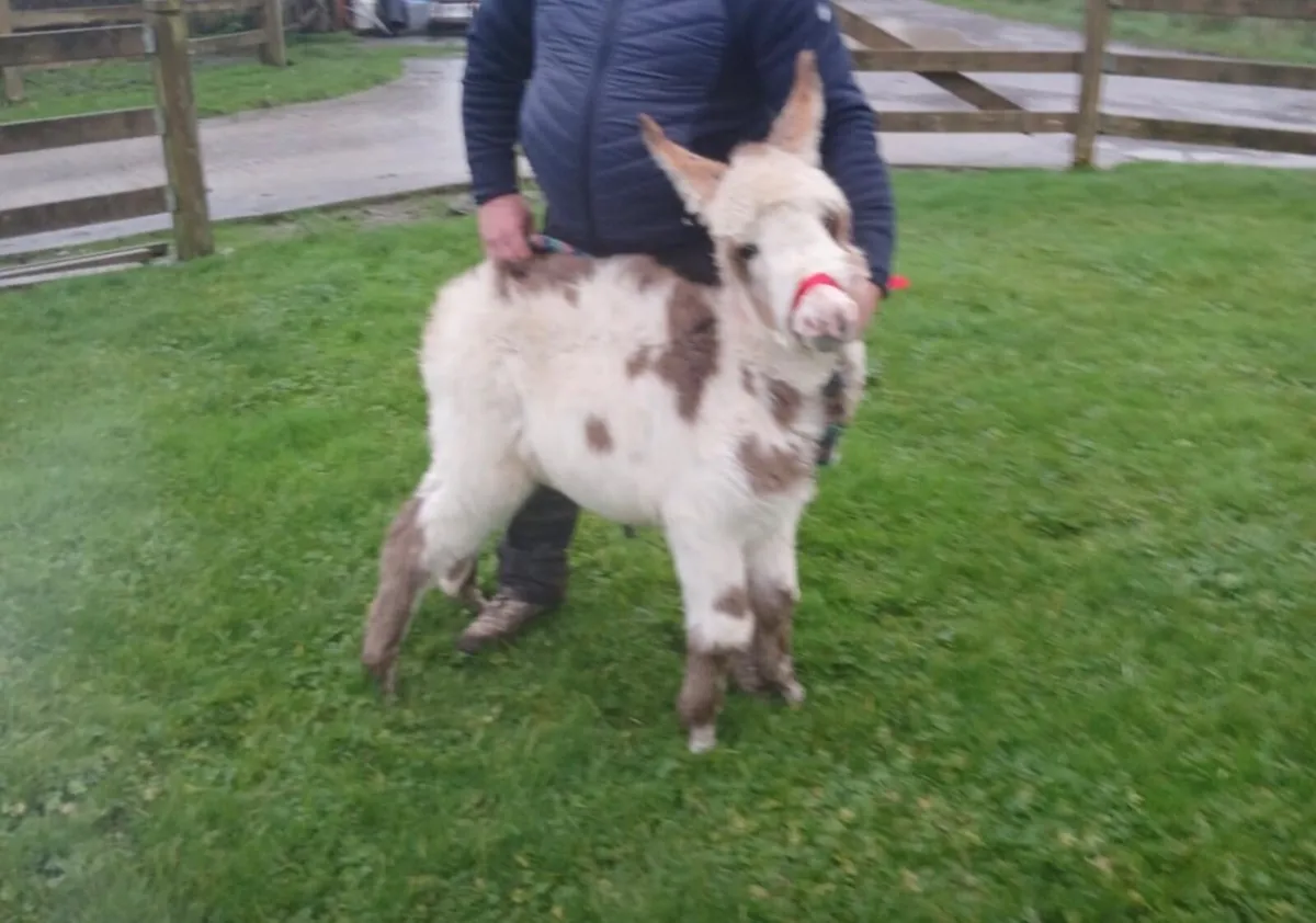 Miniature Donkey Filly Foal - Image 1