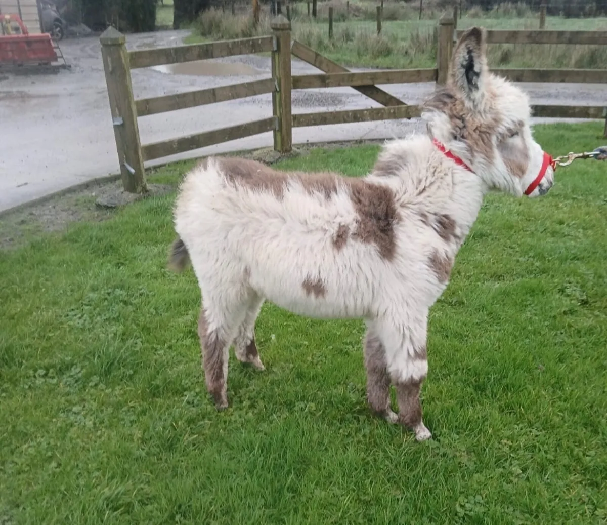 Miniature Donkey Filly Foal - Image 2