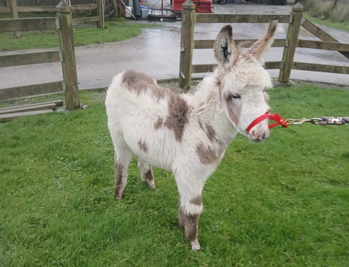 Miniature Donkey Filly Foal - Image 3